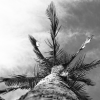 PALM
