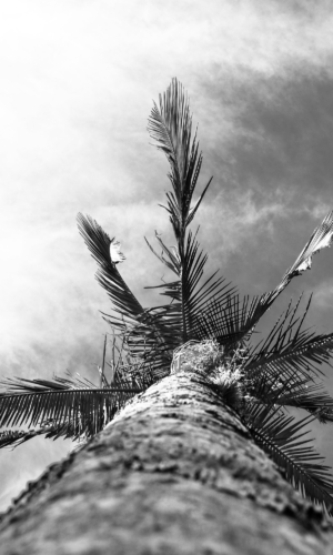 PALM