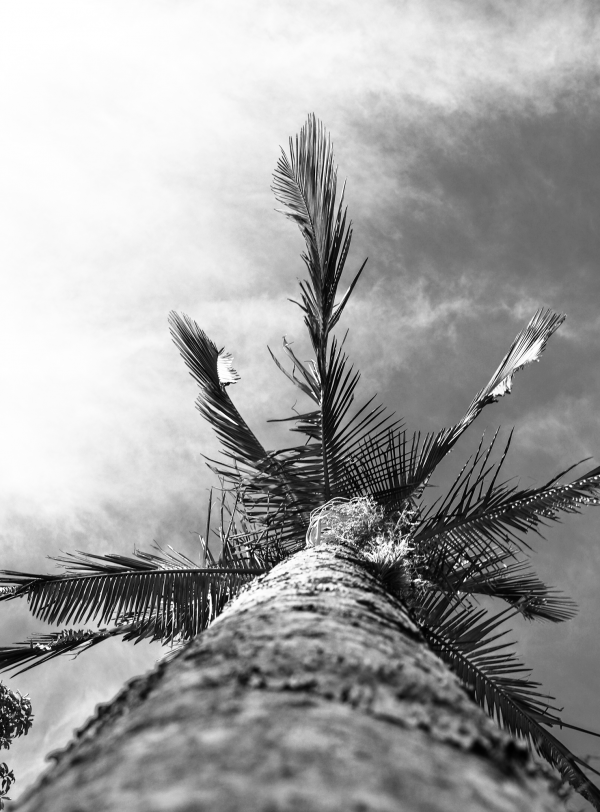 Palm.png PALM