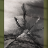 PALM