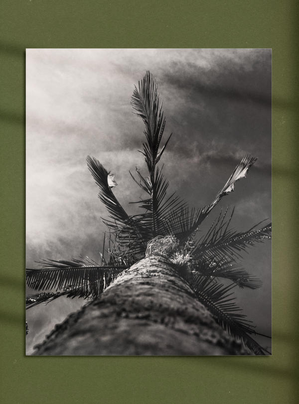 PALM